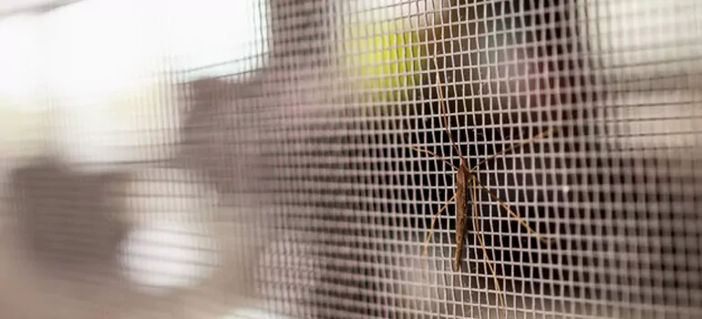 Repair Mosquito Mesh For Windows in Jacksonville, FL